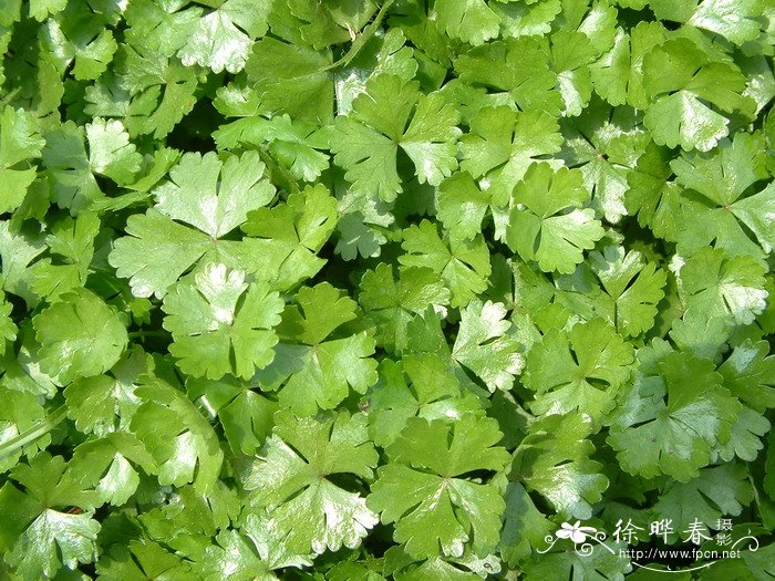 天胡荽Hydrocotyle sibthorpioides 天胡荽Hydrocotyle sibthorpioides