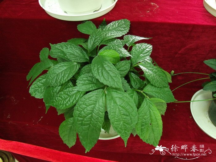 宽叶楼梯草Elatostema platyphyllum 宽叶楼梯草Elatostema platyphyllum