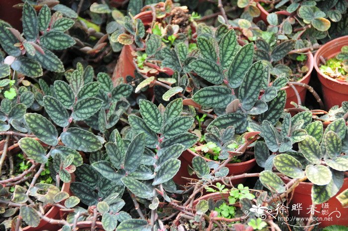 吐烟花Pellionia repens 吐烟花Pellionia repens
