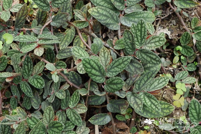 吐烟花Pellionia repens 吐烟花Pellionia repens