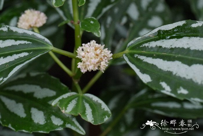 花叶冷水花Pilea cadierei 花叶冷水花Pilea cadierei