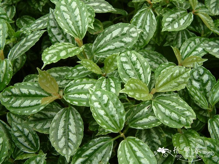 花叶冷水花Pilea cadierei 花叶冷水花Pilea cadierei