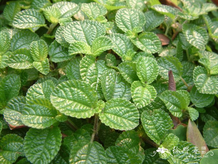 圆叶冷水花Pilea nummulariifolia 圆叶冷水花Pilea nummulariifolia