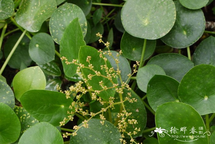 镜面草Pilea peperomioides