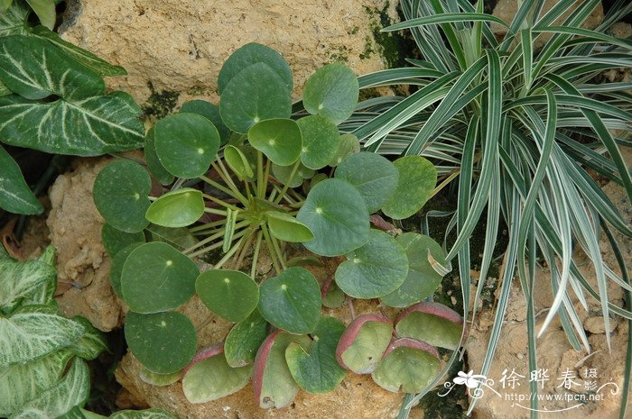 镜面草Pilea peperomioides 镜面草Pilea peperomioides
