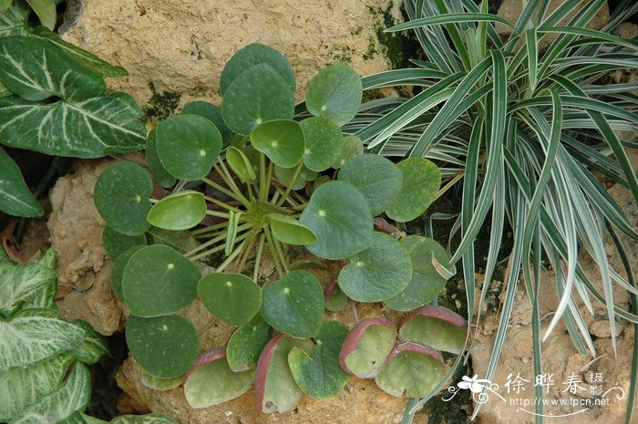 镜面草Pilea peperomioides