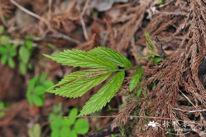 庐山楼梯草Elatostema stewardii 庐山楼梯草Elatostema stewardii