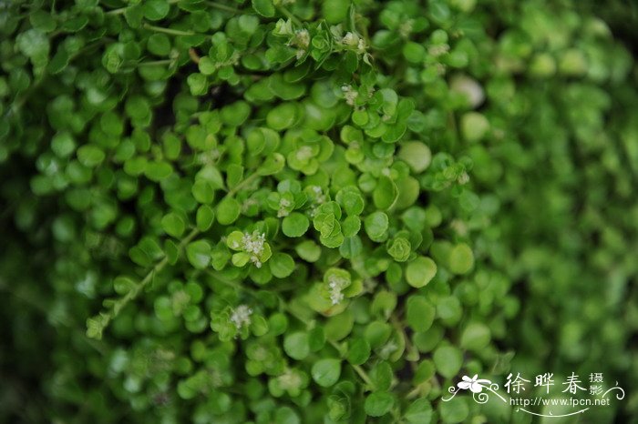玲珑冷水花Pilea depressa 玲珑冷水花Pilea depressa
