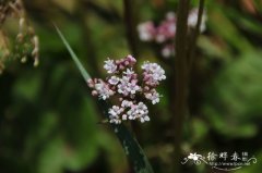 蜘蛛香Valeriana jatamansi