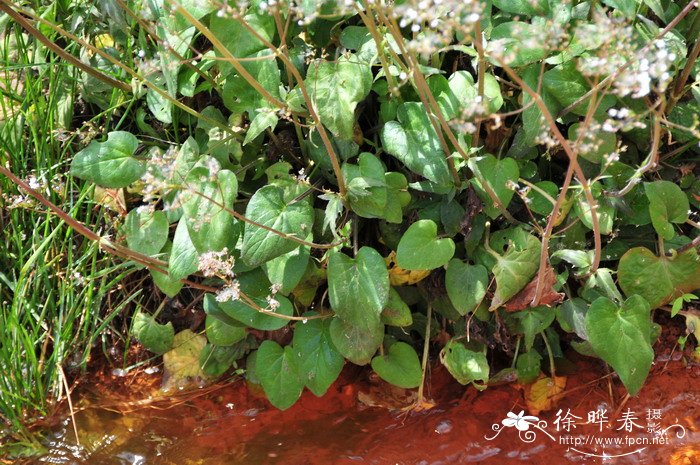 蜘蛛香Valeriana jatamansi 蜘蛛香Valeriana jatamansi