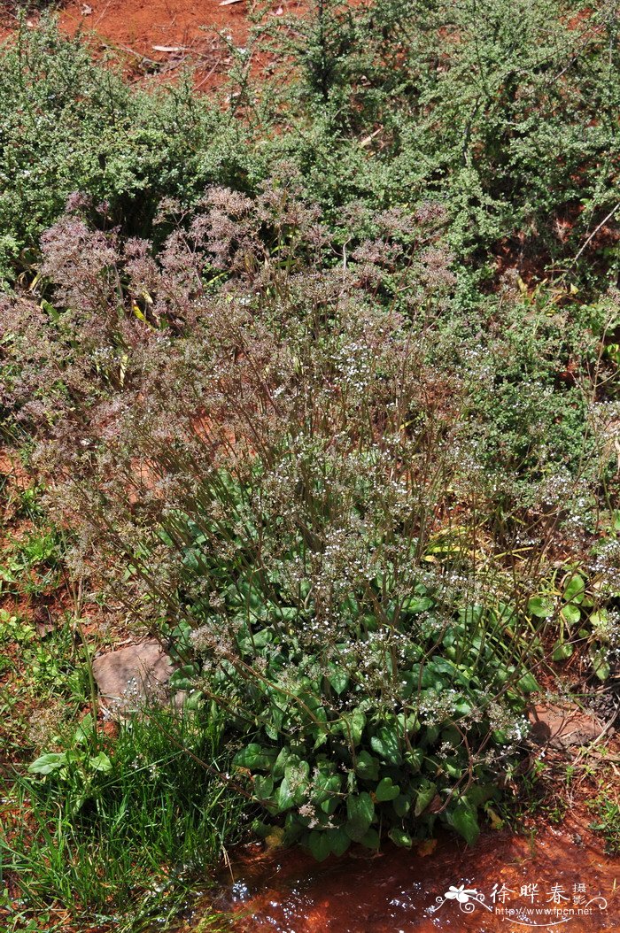 蜘蛛香Valeriana jatamansi 蜘蛛香Valeriana jatamansi