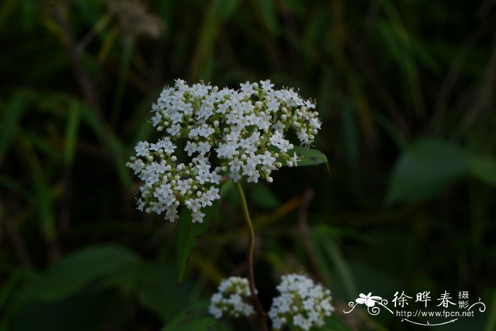 白花败酱Patrinia villosa 白花败酱Patrinia villosa