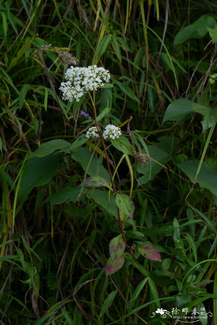 白花败酱Patrinia villosa 白花败酱Patrinia villosa