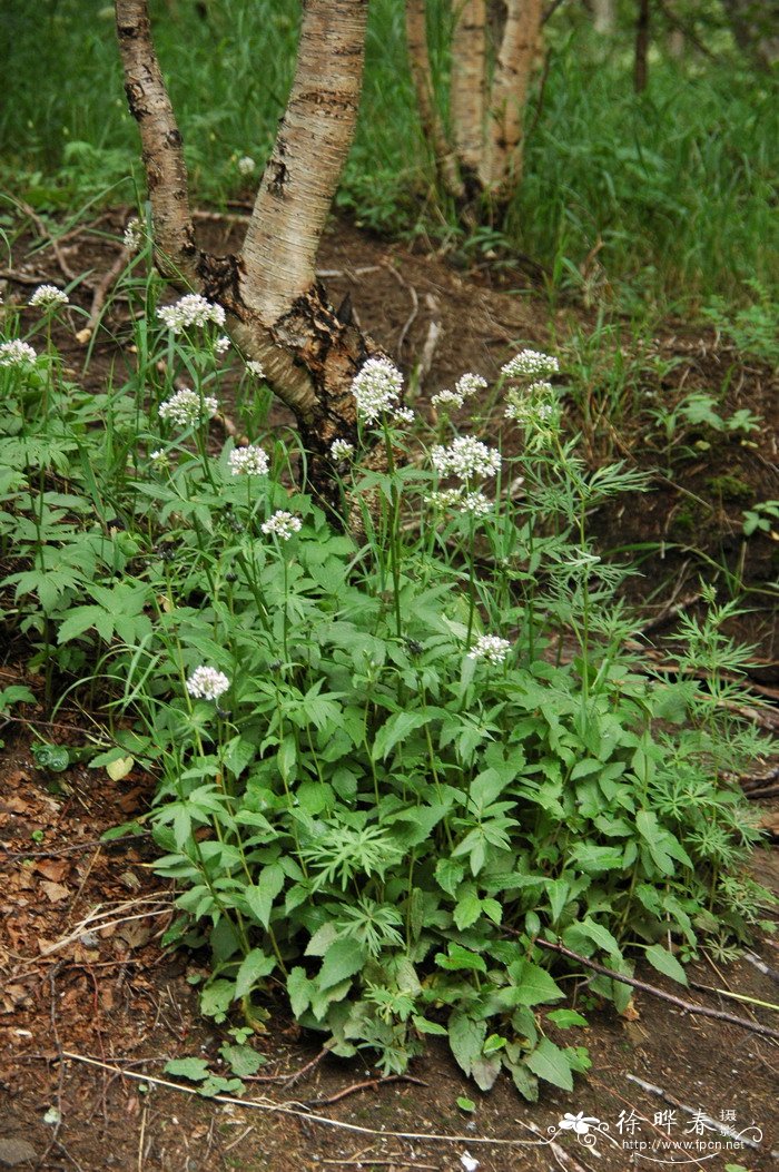 北缬草Valeriana officinalis