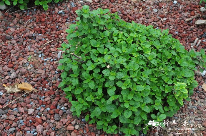 ‘秋日粉红’兰香草Caryopteris incana 'Autumn Pink' ‘秋日粉红’兰香草Caryopteris incana 'Autumn Pink'