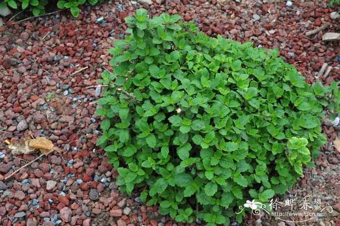 ‘秋日粉红’兰香草Caryopteris incana 'Autumn Pink'