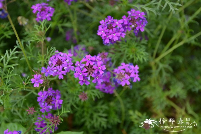 细裂美女樱Glandularia tenera