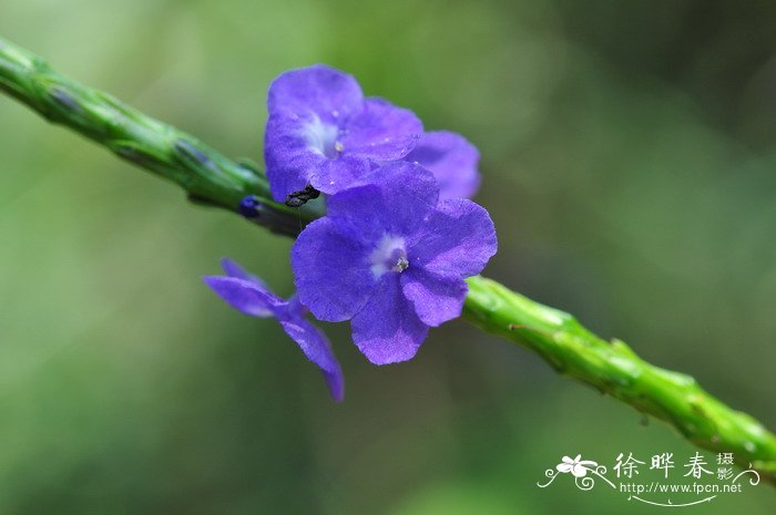 假马鞭Stachytarpheta jamaicensis 假马鞭Stachytarpheta jamaicensis