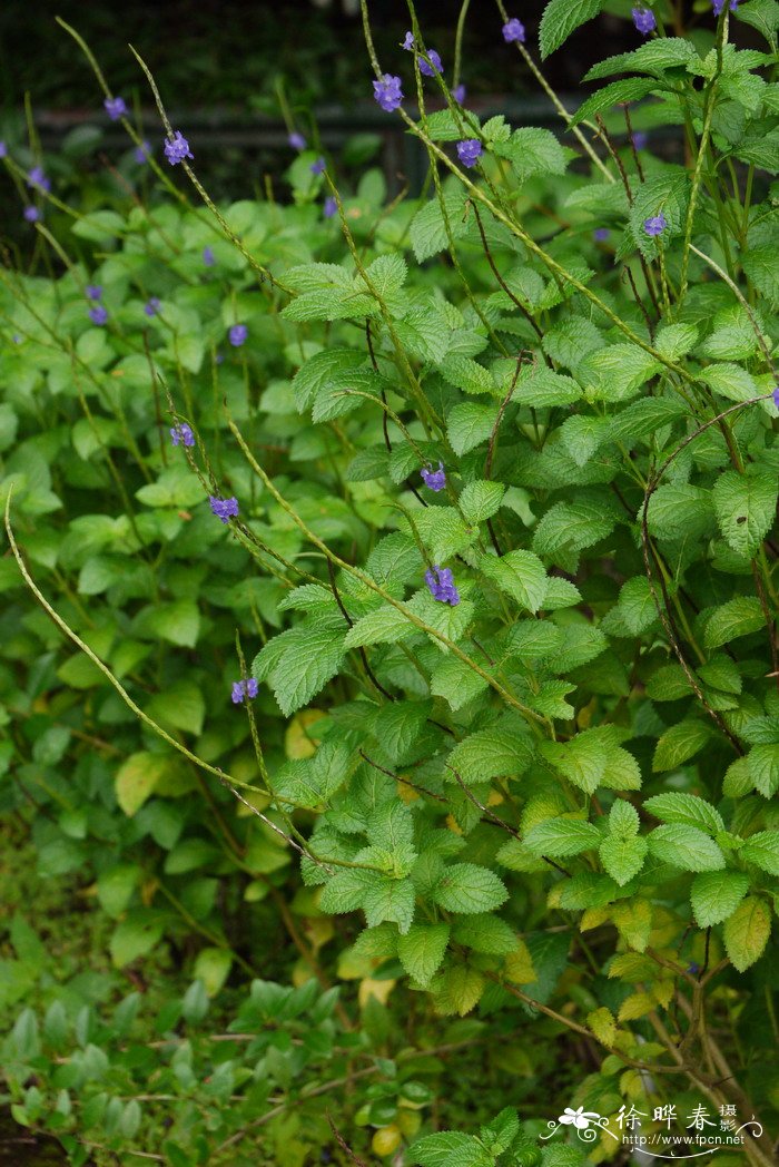 假马鞭Stachytarpheta jamaicensis 假马鞭Stachytarpheta jamaicensis