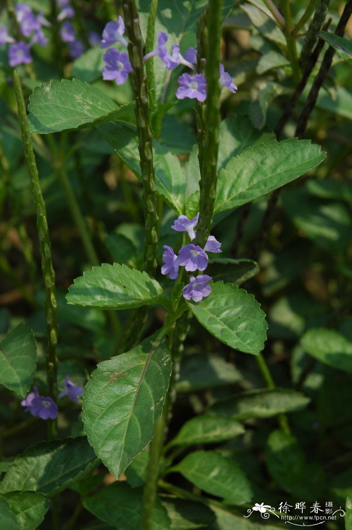 假马鞭Stachytarpheta jamaicensis 假马鞭Stachytarpheta jamaicensis