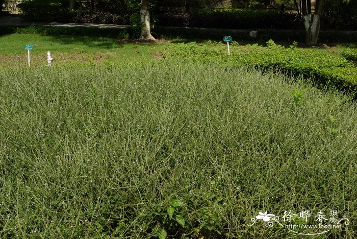 马鞭草Verbena officinalis 马鞭草Verbena officinalis