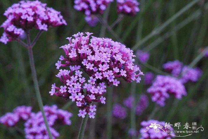柳叶马鞭草Verbena bonariensis 柳叶马鞭草Verbena bonariensis