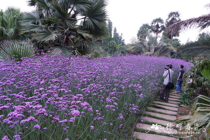 柳叶马鞭草Verbena bonariensis 柳叶马鞭草Verbena bonariensis