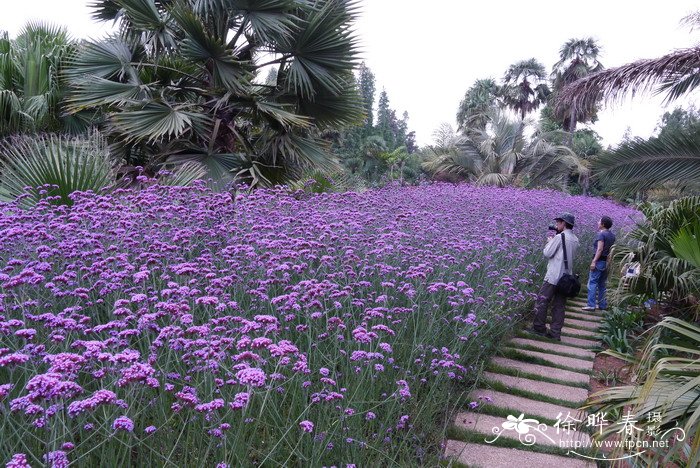 柳叶马鞭草Verbena bonariensis