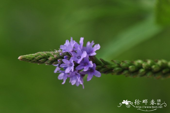 蓝花马鞭草Verbena hastata 蓝花马鞭草Verbena hastata