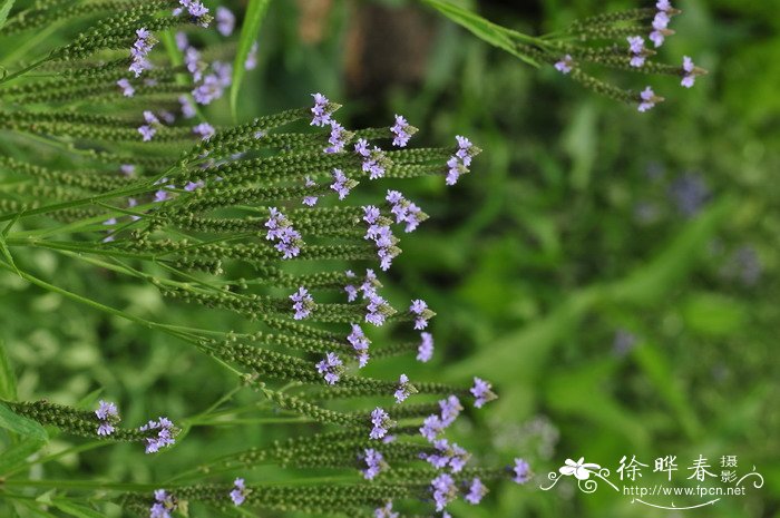 蓝花马鞭草Verbena hastata