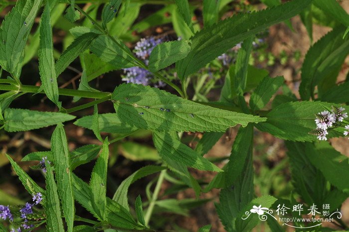 蓝花马鞭草Verbena hastata