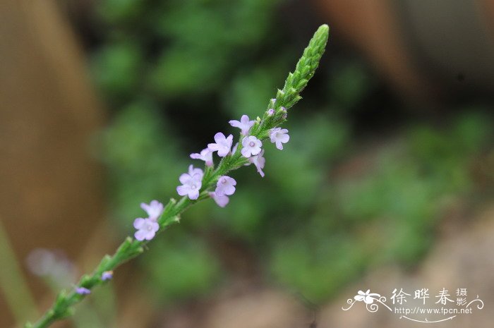 马鞭草Verbena officinalis 马鞭草Verbena officinalis