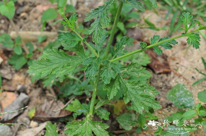 马鞭草Verbena officinalis 马鞭草Verbena officinalis