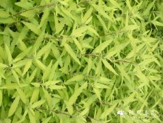 金叶莸Caryopteris × clandonensis ‘Worcester Gold’