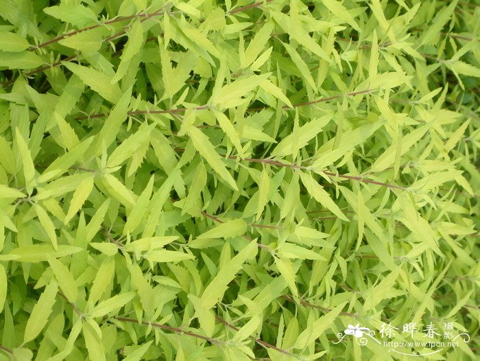 金叶莸Caryopteris × clandonensis ‘Worcester Gold’ 金叶莸Caryopteris × clandonensis ‘Worcester Gold’