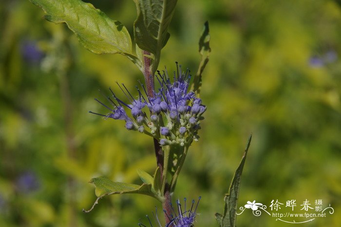 金叶莸Caryopteris × clandonensis ‘Worcester Gold’ 金叶莸Caryopteris × clandonensis ‘Worcester Gold’