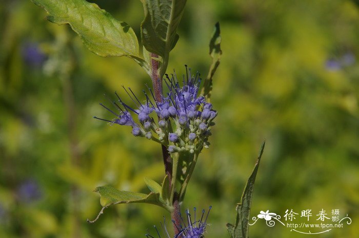 金叶莸Caryopteris × clandonensis ‘Worcester Gold’