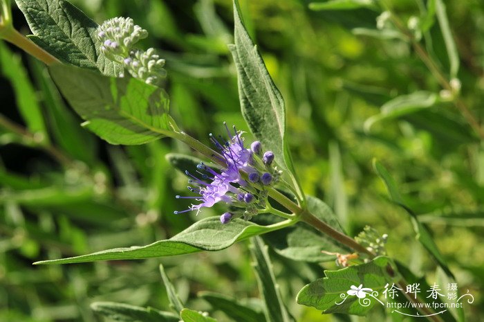 蒙古莸Caryopteris mongholica 蒙古莸Caryopteris mongholica