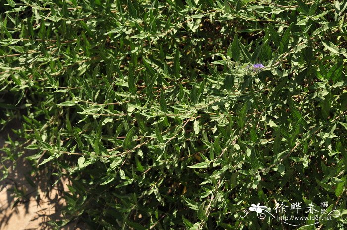 蒙古莸Caryopteris mongholica 蒙古莸Caryopteris mongholica