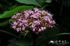 尖齿臭茉莉Clerodendrum lindleyi