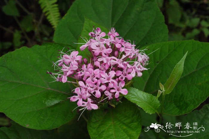 尖齿臭茉莉Clerodendrum lindleyi