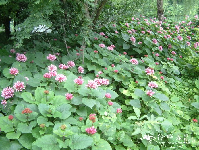 尖齿臭茉莉Clerodendrum lindleyi