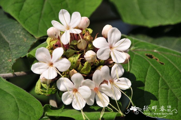 臭茉莉Clerodendrum chinense var. simplex 臭茉莉Clerodendrum chinense var. simplex