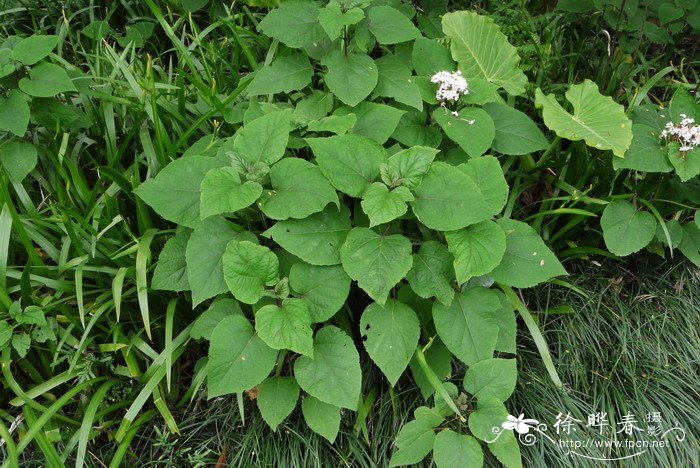 臭茉莉Clerodendrum chinense var. simplex 臭茉莉Clerodendrum chinense var. simplex