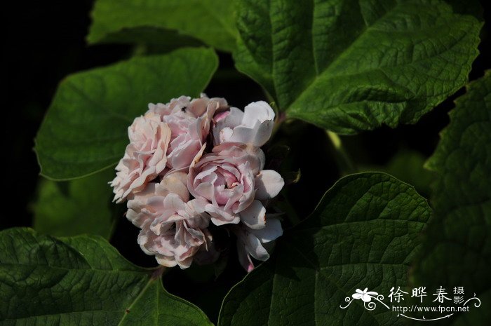 重瓣臭茉莉Clerodendrum chinense 重瓣臭茉莉Clerodendrum chinense