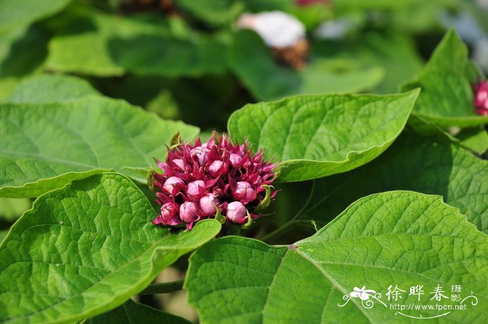 重瓣臭茉莉Clerodendrum chinense 重瓣臭茉莉Clerodendrum chinense