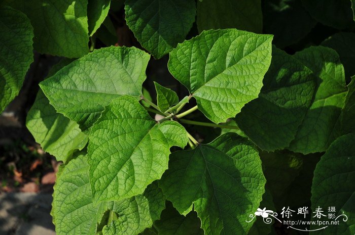 重瓣臭茉莉Clerodendrum chinense 重瓣臭茉莉Clerodendrum chinense