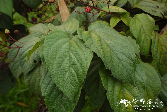 腺茉莉Clerodendrum colebrookianum