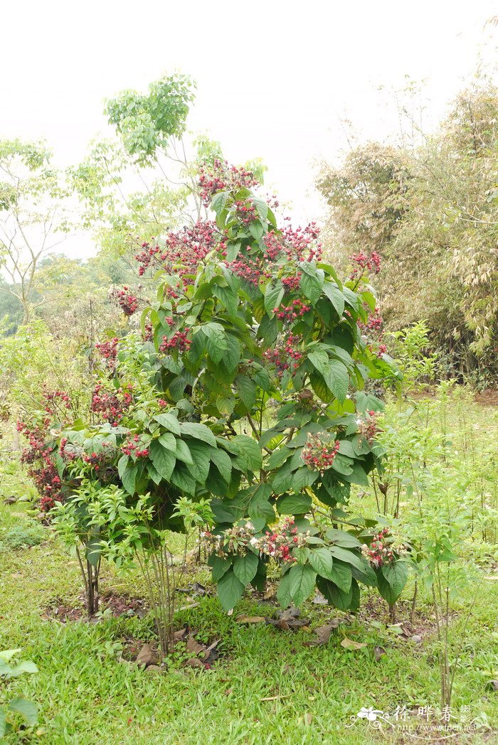 腺茉莉Clerodendrum colebrookianum