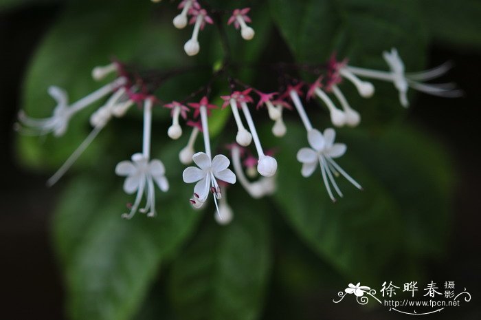 海南赪桐Clerodendrum hainanense 海南赪桐Clerodendrum hainanense